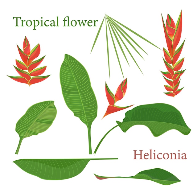 Vector rama tropical heliconia flor hojas dibujo realista de acuarela en estilo de color plano aislado sobre fondo blanco