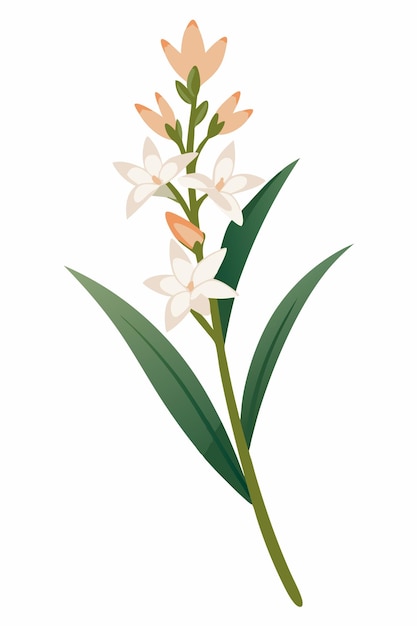 Rama de tubérculo con hermosas flores sobre un fondo blanco y limpio