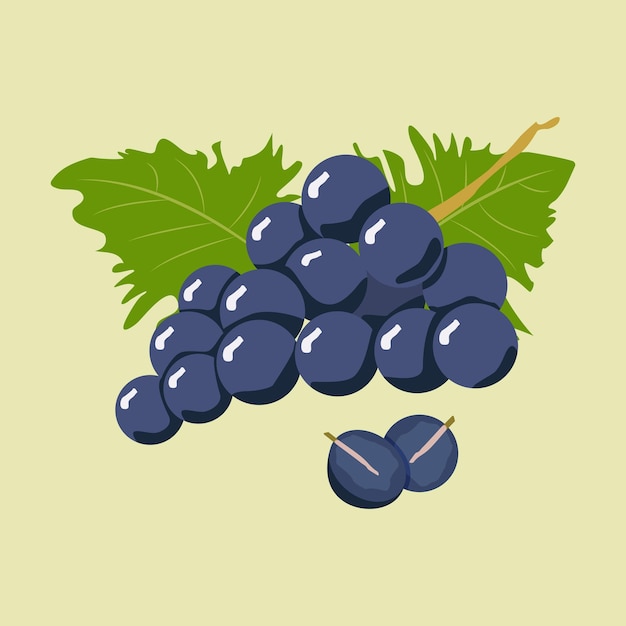 Vector rama de uvas de color azul oscuro con hojas verdes en el fondo se corta una baya de uva