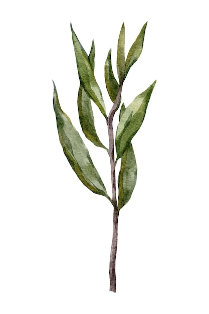 Rama verde botánico fondo blanco.