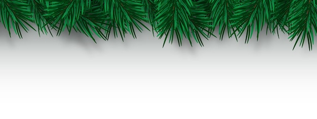 Vector ramas de abeto o pino realistas verdes aisladas sobre fondo blanco