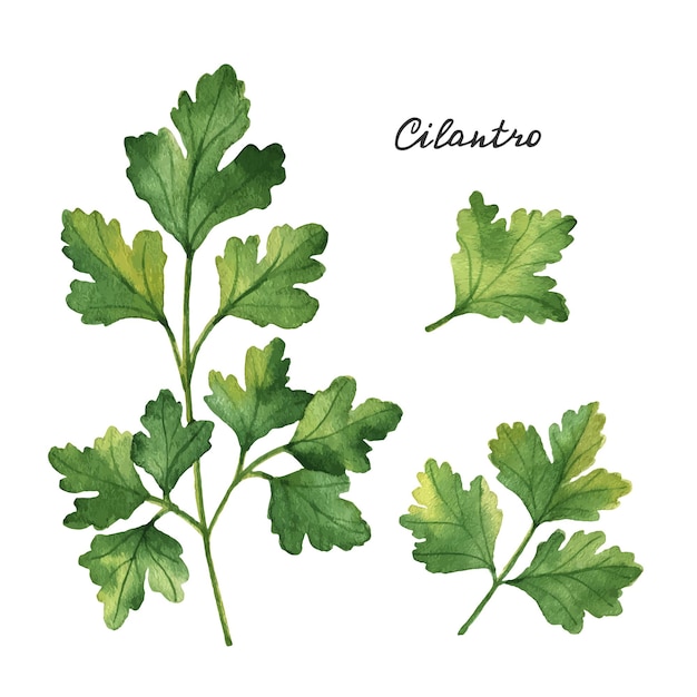 Ramas de acuarela y hojas de cilantro.