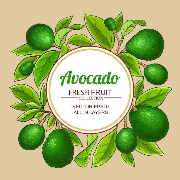 ramas de aguacate marco vectorial en el fondo de color
