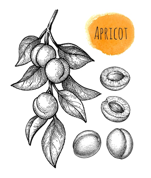 Ramas de albaricoque y dibujos con tinta de frutas