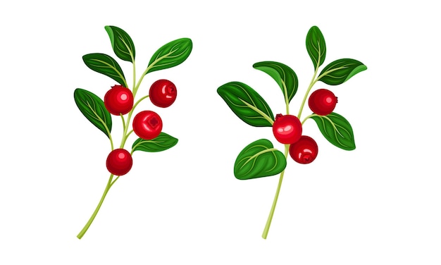 Ramas de arándano con ramas de arán con bayas maduras rojas Ilustración vectorial