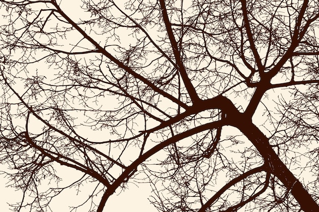 Ramas de un árbol de hoja caduca en primavera