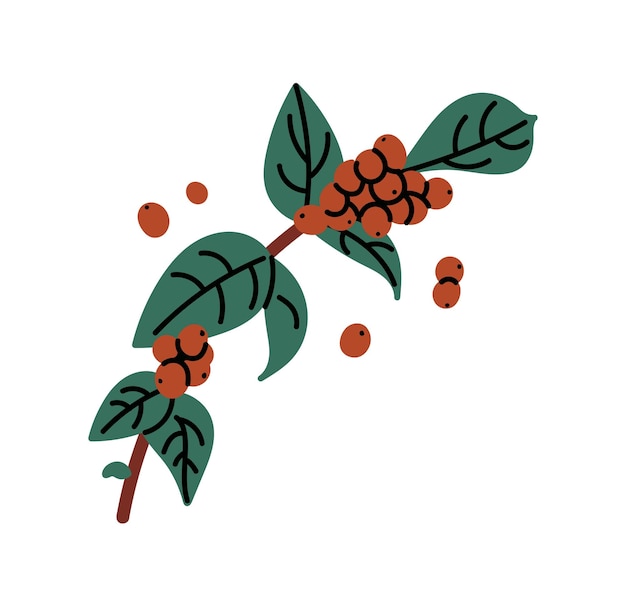 Ramas de árboles de café bayas de café planta de café crudo granos pequeños