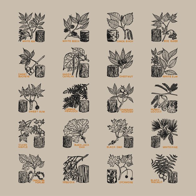 Vector ramas de árboles hojas iconos clipart retro logotipo vintage plantilla de ilustración diseño elementos vectoriales