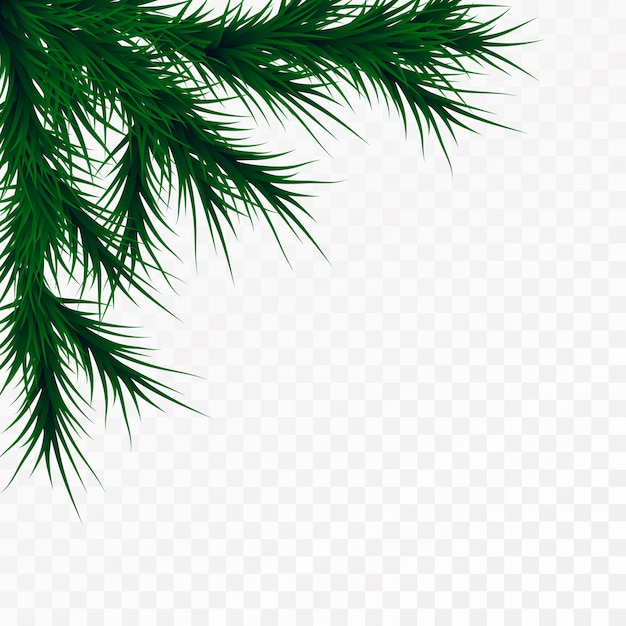 Ramas de los árboles de Navidad sobre fondo blanco. Plantilla de decoración de árbol de pino. Ilustración de marco de Navidad, espacio para texto.
