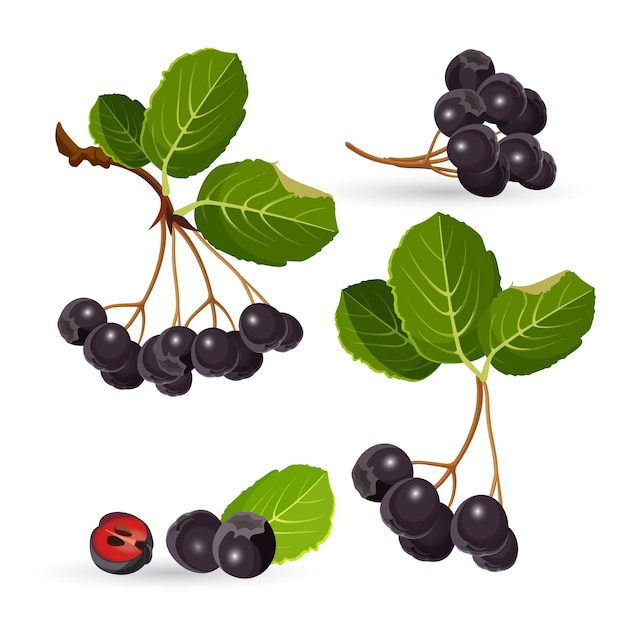 Vector ramas de aronia con hojas verdes sobre blanco. ilustraciones de frutas de baya de choke negro y pila separada con la mitad de uno. chokeberries cultivadas como plantas ornamentales y como productos alimenticios