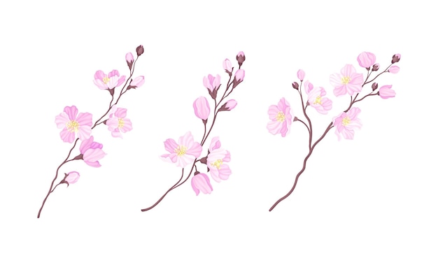 Ramas de cerezas en flor Ramas de sakura con brotes de flores rosadas Ilustración vectorial