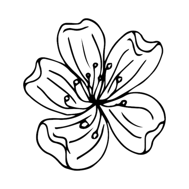 Ramas de cerezo dibujadas a mano con flores, libro para colorear en blanco y negro. Silueta de planta de Sakura
