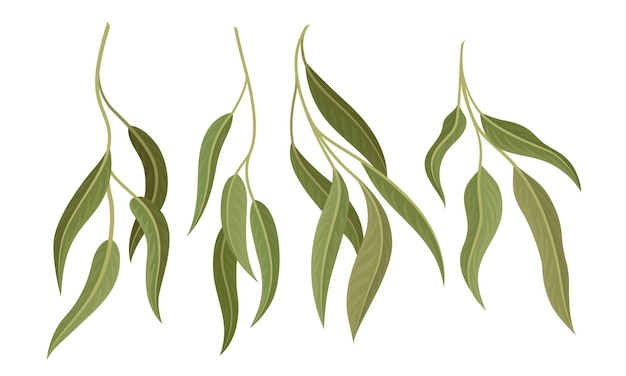 Ramas de eucalipto de sauce con hojas Conjunto vectorial Elementos de diseño botánico Ramas de árboles de hoja perenne realistas