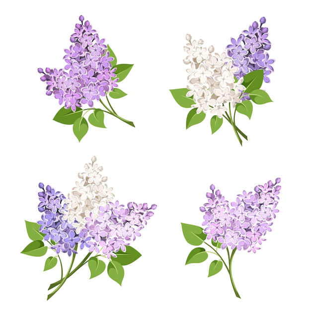 Ramas de flores lilas. ilustración.