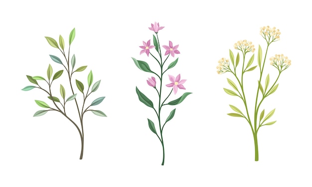 Ramas y follaje con hojas de tallo y conjunto vectorial de flores en flor