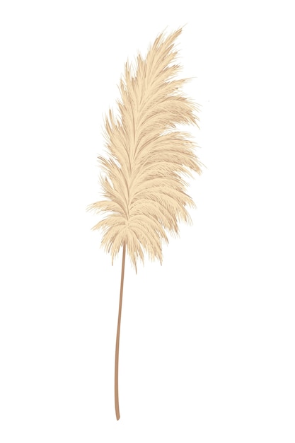 Vector ramas de hierba de pampa plumas de cabeza de plumas secas utilizadas en arreglos florales exhibiciones ornamentales decoración de interiores papel tapiz estampado de tela tarjeta de boda elemento de adorno dorado en estilo boho