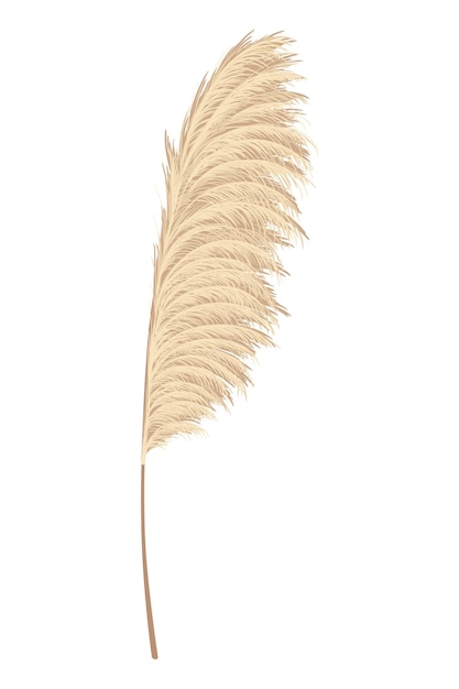Ramas de hierba de pampa Plumas de cabeza de plumas secas utilizadas en arreglos florales exhibiciones ornamentales decoración de interiores papel tapiz estampado de tela tarjeta de boda Elemento de adorno dorado en estilo boho