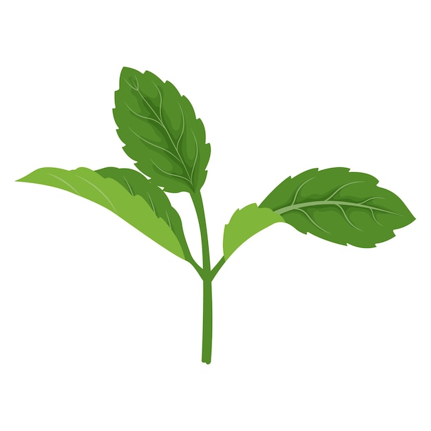 Ramas de hojas de menta Ramitas de plantas aromáticas culinarias o médicas Elemento botánico vectorial