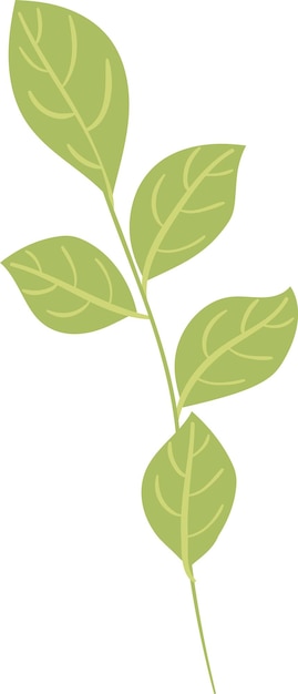 Ramas de hojas de menta
