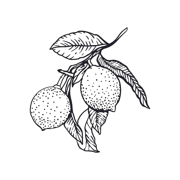 Ramas de limones en estilo gráfico hojas de frutas dibujo en tarjetas de tinta negra etiquetas de alimentos cosméticos pancartas