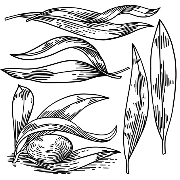 Ramas de olivo aisladas en blanco