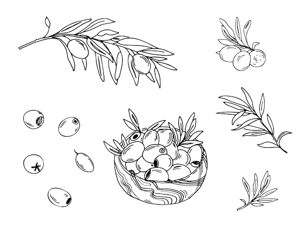Ramas de olivo establecidas frutas y aceitunas aisladas en un cuenco de madera dibujado a mano vector de arte de línea botánica