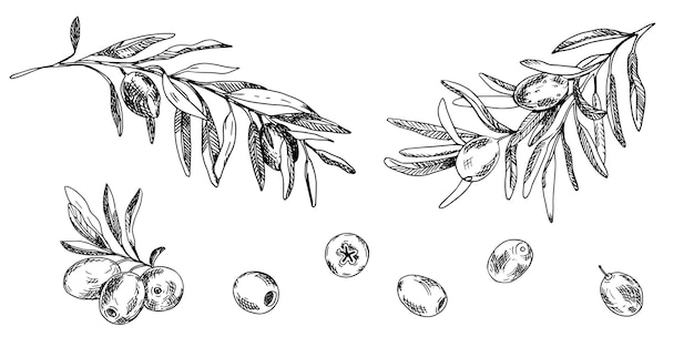 Ramas de olivo y frutas aisladas en el fondo Arte de línea dibujado a mano Ilustración gráfica de tinta Se puede usar para logotipos de menús y productos Diseño de envases de alimentos