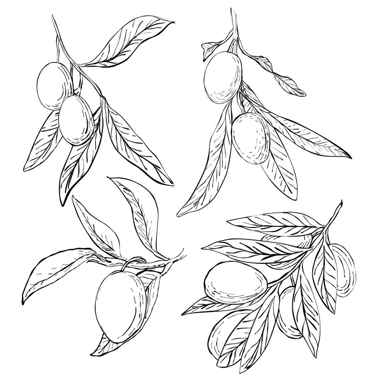 Vector ramas de olivo con frutas al estilo de dibujar a mano y esbozar imprimir para fondos, papel de embalaje y tela