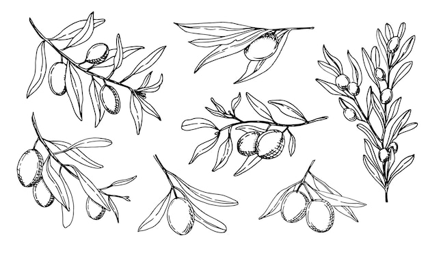 Ramas de olivo con frutas y hojas Ilustración vectorial para etiqueta de aceite Boceto de línea negra