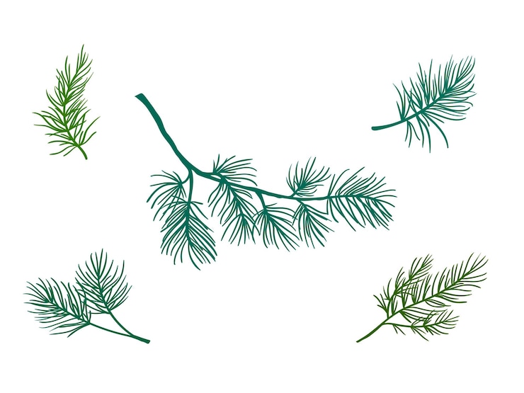 Vector ramas de pino de navidad y año nuevo. ramas de árboles oníferos