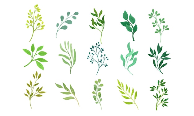 Ramas y ramas verdes con conjunto vectorial de hojas