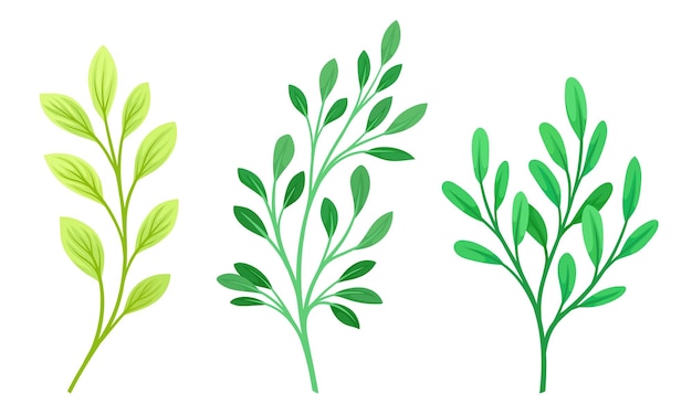 Ramas y ramitas con conjunto vectorial de hojas verdes