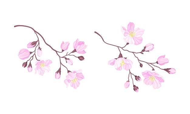 Ramas de sakura con brotes de flores rosadas Ilustración vectorial del cerezo en flor
