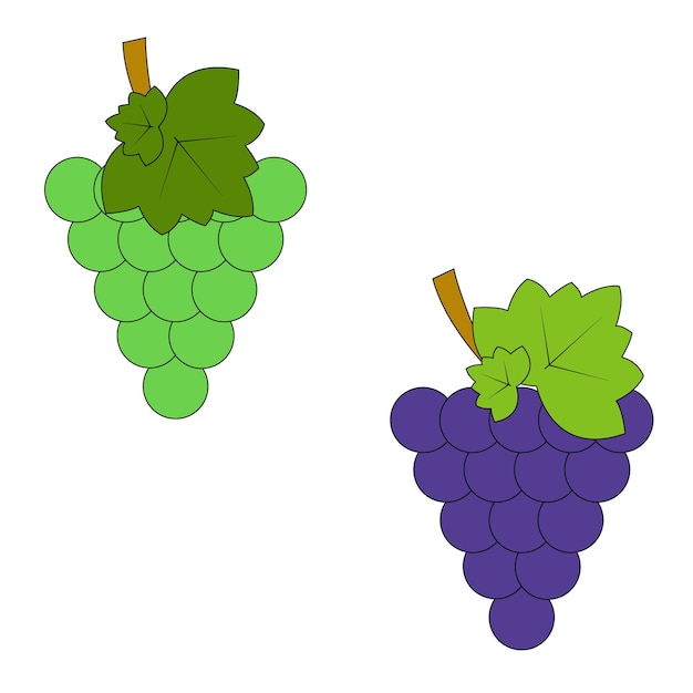 Vector ramas de uvas azules y verdes un conjunto de frutas ilustración plana