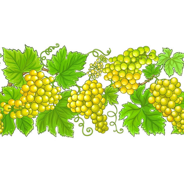 ramas de uvas patrón horizontal vectorial