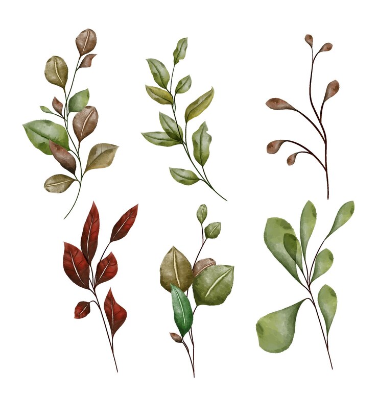 Vector ramas vectoriales de acuarela con hojas elementos de decoración aislados en fondo blanco