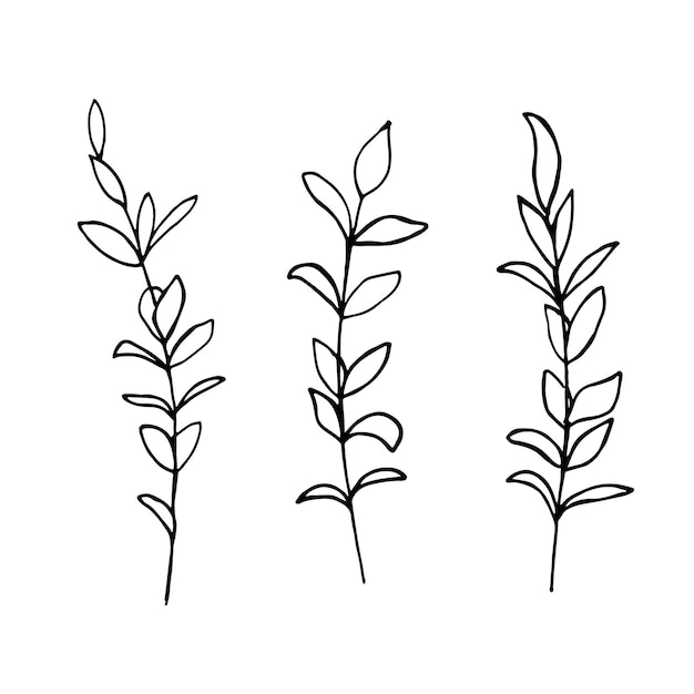 Vector ramas vectoriales y hojas elementos florales dibujados a mano ilustraciones botánicas antiguas