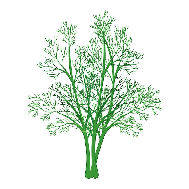 Ramas verdes frescas de eneldo sobre un fondo blanco, comida. Ilustración botánica. Vector