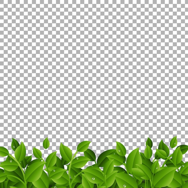 Ramas Verdes Con Hojas Borde Transparente
