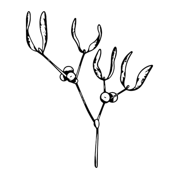 Vector ramas de visco o visco con hojas y bayas elemento de arte de línea botánica gráfica de tinta de planta