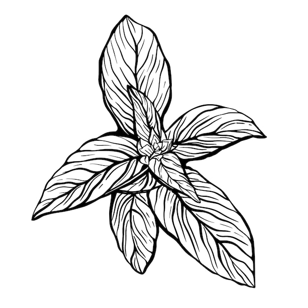 Una ramita de albahaca aislado sobre un fondo blanco.
