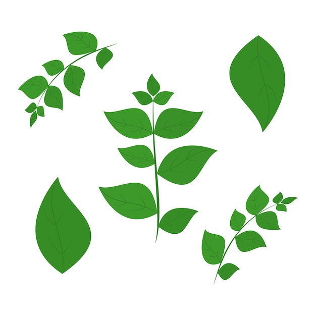 Una ramita de albahaca parte de mi color plano conjunto de las mejores hierbas para cocinar verduras en una hierbas blancas