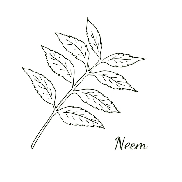 Ramita de árbol de neem con hojas Ilustración botánica aislada en árbol blanco Cosmético y ayurvédico