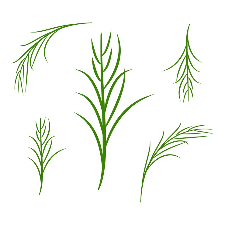 Vector una ramita de estragón parte de mi color plano conjunto de las mejores hierbas para cocinar verduras en una hierbas blancas