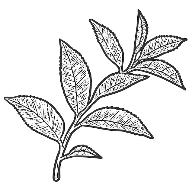 Vector ramita con hojas de árbol de té imitación de tablero de rascar de boceto blanco y negro