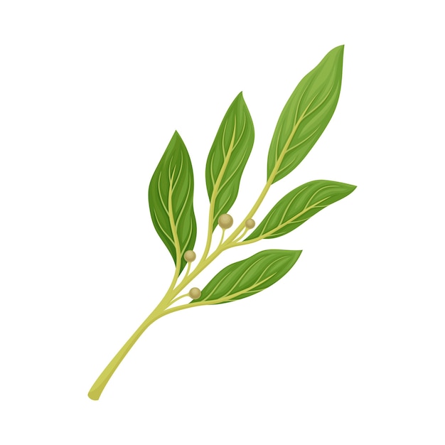 La ramita de laurel como hierba de cocina para cocinar como elemento vectorial