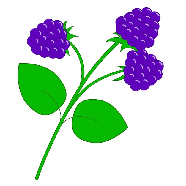 Una ramita de moras azules