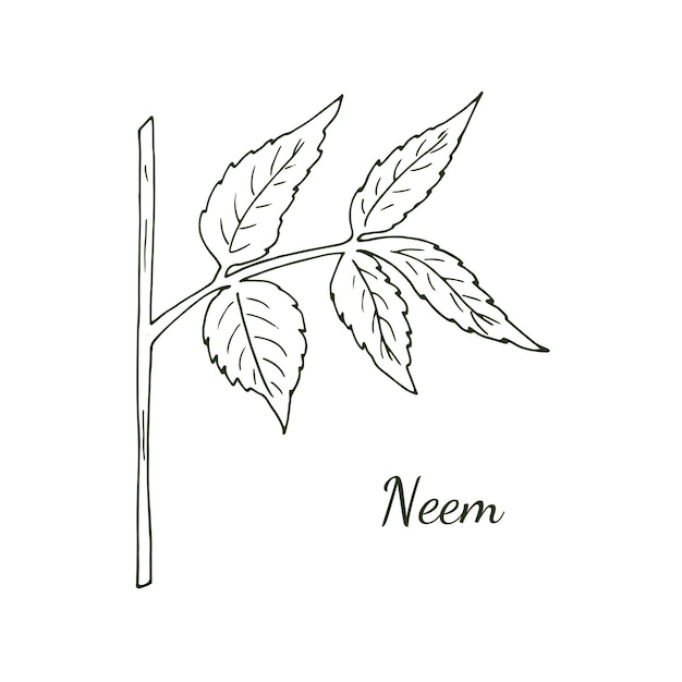 Ramita de neem dibujada a mano Rama del árbol de neem Azadirachta indica o lila de la India
