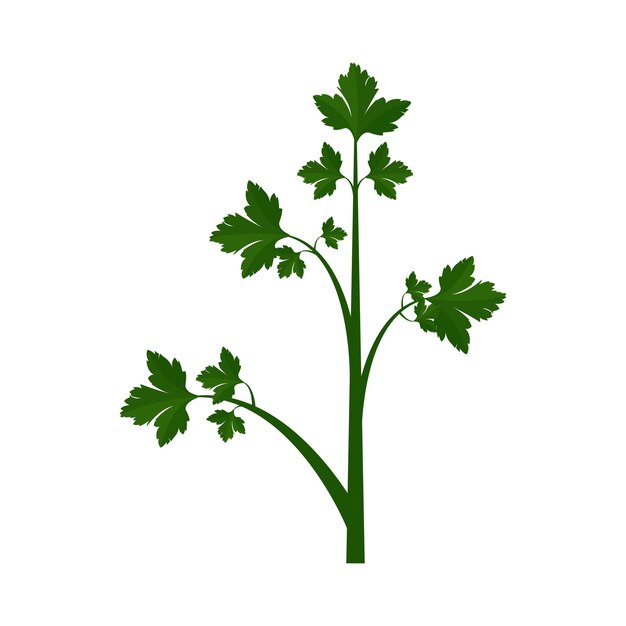 Una ramita de perejil común parte de mi color plano conjunto de las mejores hierbas para cocinar verduras en un blanco