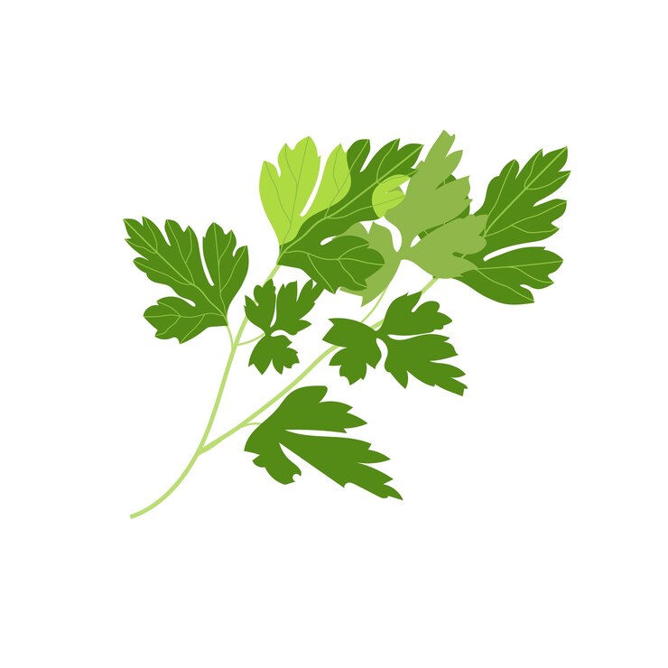 Vector ramita de perejil con hojas de color verde brillante sobre un fondo blanco ingrediente natural para aromatizar